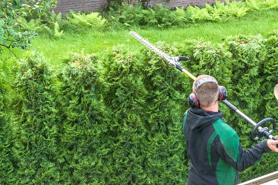 Hedge Removal Haslemere