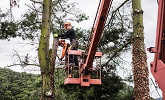 Tree removal Petersfield